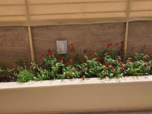 A garden outside Zannis Hotel