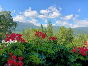 カルパチにあるMonaliの山を背景にした赤花畑
