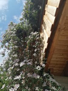 Ogród w obiekcie Appartement Seppi