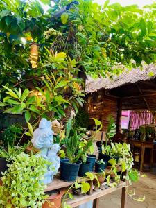 un grupo de plantas en macetas sentadas sobre una mesa en Thai Guesthouse, en Kanchanaburi