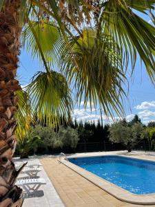 a palm tree next to a swimming pool at Casa de Lozano y Rueda in Moratalla