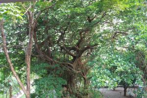 un gran árbol con muchas ramas y hojas en Hostel Tajalín, en Montezuma