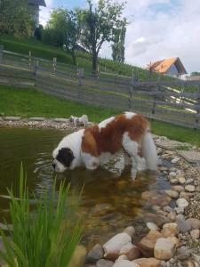 JagerbergにあるLiebe zur Steiermark / Haus Tyrolの池の水