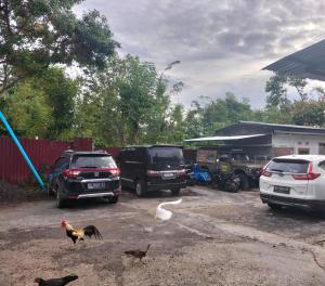Eine Gruppe von Autos parkt mit Hühnern auf einem Parkplatz. in der Unterkunft Azalea2 in Bumiagung