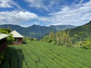 a field of green crops with mountains in the background at Ye Jiang Hua Homestay in Meishan