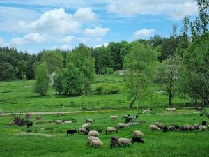 stado owiec wypasających się na zielonym polu w obiekcie Nocleg pod Wielkim Działem w mieście Narol