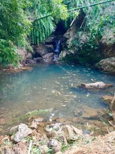 un ruisseau avec une cascade au milieu d'une forêt dans l'établissement LA KAZ A DADA, à Sainte-Suzanne