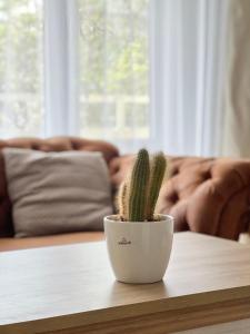 a cactus in a white pot sitting on a table at DEUXx rooms in Liepāja