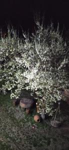 Giardino di guest house kesa
