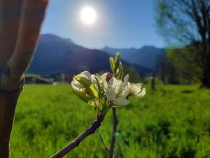 una persona de pie junto a una flor en un campo en Pulvererhof en Achenkirch