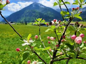 einen Baum mit rosa und weißen Blumen auf einem Feld in der Unterkunft Pulvererhof in Achenkirch