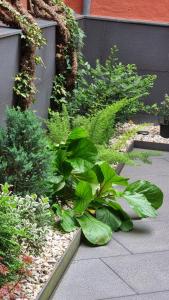A garden outside Apartaments y Habitacions Entre Volcans