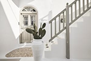 a plant in a white vase in front of a door at Elaia Luxury Suites Mykonos in Mikonos