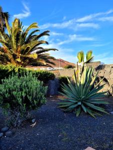Zahrada ubytování Sea Moon Lanzarote