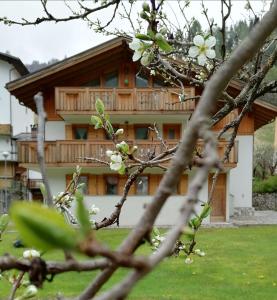 a house in the background with a tree with white flowers at B&B Il Tulipano in San Pietro di Cadore