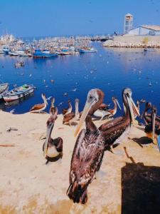 un grupo de pelícanos sentados en la playa cerca del agua en Casa Talara en Talara