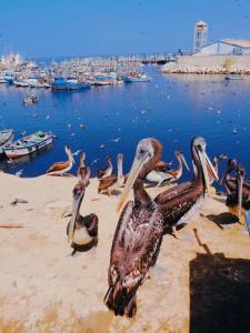 a group of pelicans sitting on the beach near the water at Casa Talara in Talara