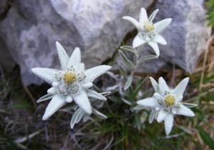Zdjęcie z galerii obiektu Apartamento con encanto en el Pirineo w mieście La Pobla de Lillet
