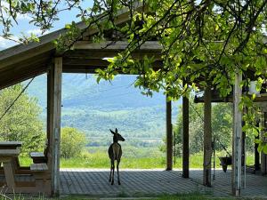 gacela de pie en un porche con vistas en Romantická chatka so saunou v prírode, en Turany