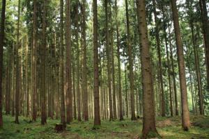 Naturlandschaft in der Nähe des Ferienhauses