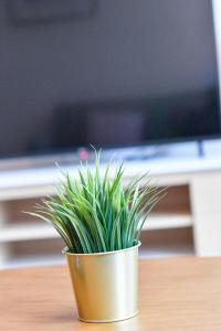 a potted plant sitting on a table in front of a monitor at Les Cerisiers - Appart de Standing à Namur Centre in Namur