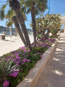 a row of palm trees and purple flowers at App Dalia Losinj in Mali Lošinj