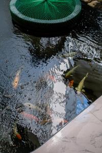 a man standing in a pond with fish in the water at De Thaphae Chiangmai in Chiang Mai