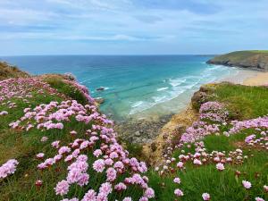 a field of pink flowers on a hill next to the ocean at Merlin Farm Cottages short walk to Mawgan Porth Beach and central location in Cornwall in Mawgan Porth