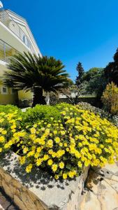 kilka żółtych kwiatów przed budynkiem w obiekcie Villa Maestral Zadar w mieście Zadar