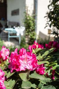 un bouquet de fleurs roses dans un jardin dans l'établissement OMA's Apartment in Haus GRETE, à Bad Waltersdorf