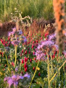 Jardín al aire libre en Winzerhäuschen Kern