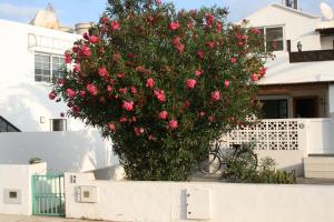 A garden outside Los Arbustos