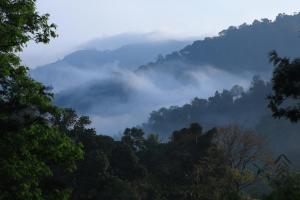 a misty valley in the mountains with trees at Broad Bean Resort & Spa in Munnar