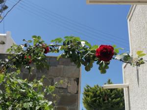 a bunch of red roses hanging from a building at Almira Inn in Ios Chora