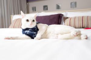 a white cat laying on top of a bed at Mercure Sao Paulo Pamplona in São Paulo