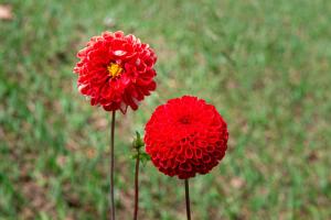 Imagen de la galería de Pousada Vitória, en Gonçalves