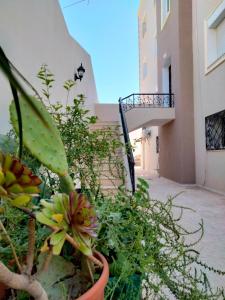 a plant in a pot in front of a building at Studio à Hammam Sousse in Hammam Sousse +3 photos