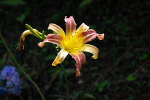 Imagen de la galería de Pousada Vitória, en Gonçalves