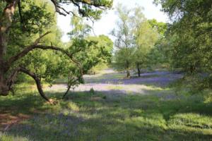 un campo de flores púrpuras en un bosque con árboles en Greentrees Estate - Pine Cottage, en Balcombe