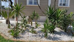 a garden of plants in front of a house at Lido Luxury Villas in Lido di Camaiore