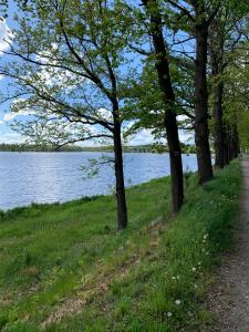 a path next to a lake with trees at Chalupa u rybníka in Libín +56 photos
