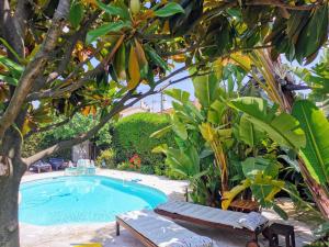 uma piscina com um banco e uma árvore em Blue Dream Cannes Guest House em Cannes