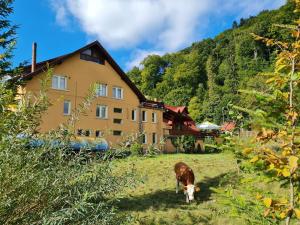 a cow standing in a field in front of a building at Motel “La Butuci” in Timisul de Jos