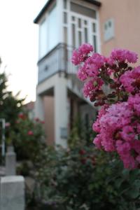 Une bande de fleurs violettes devant un bâtiment dans l'établissement Apartman Anja, à Trebinje