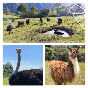 a collage of three pictures of animals in a field at Finca Ecoparaiso in Ibagué