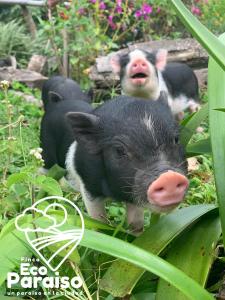 a group of three pigs standing in the grass at Finca Ecoparaiso in Ibagué