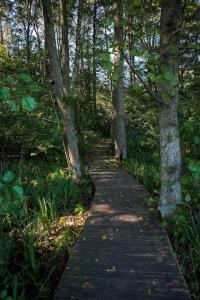 un camino de madera en el bosque con árboles en SASKI ZAKĄTEK, WAKACJE W BAJKOWYM DOMKU!!! MAZURY, SAUNA, JEZiORO, POMOST,, en Sasek Mały