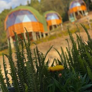 Glamping Domos del Lago外面的花园