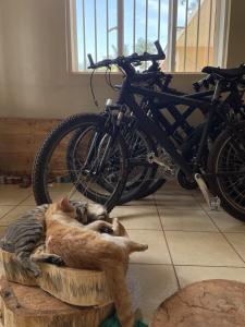 a cat laying in a dog bed next to a bike at Jinja Backpackers in Jinja