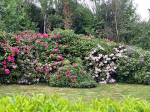 LA FONTAINE ROMY外面的花园
